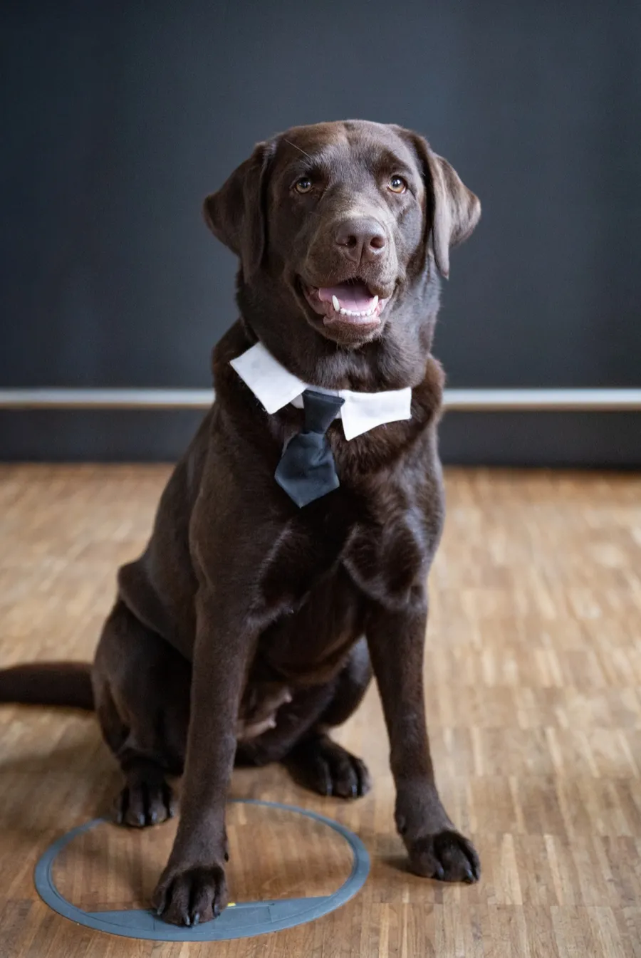 Office dog Nova wearing a tie
